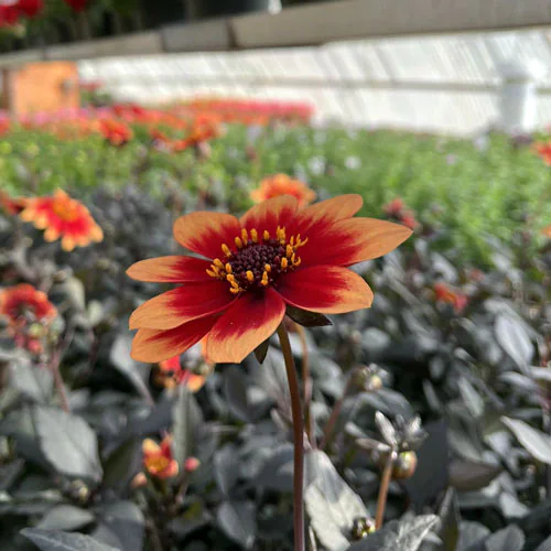 Blommor hos Wedins Trädgård