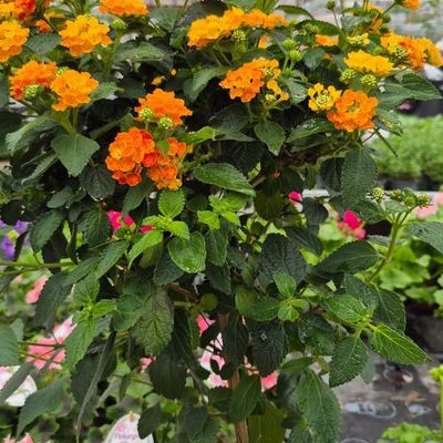 Sommarplantor hos Wedins Trädgård