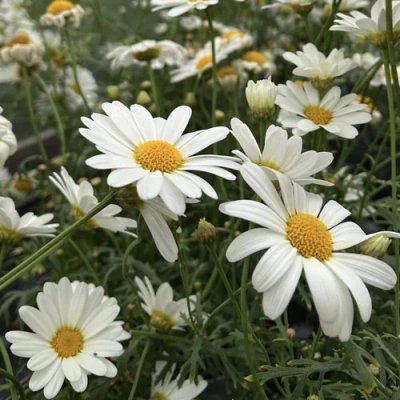Blommor och växter hos Wedins Trädgård